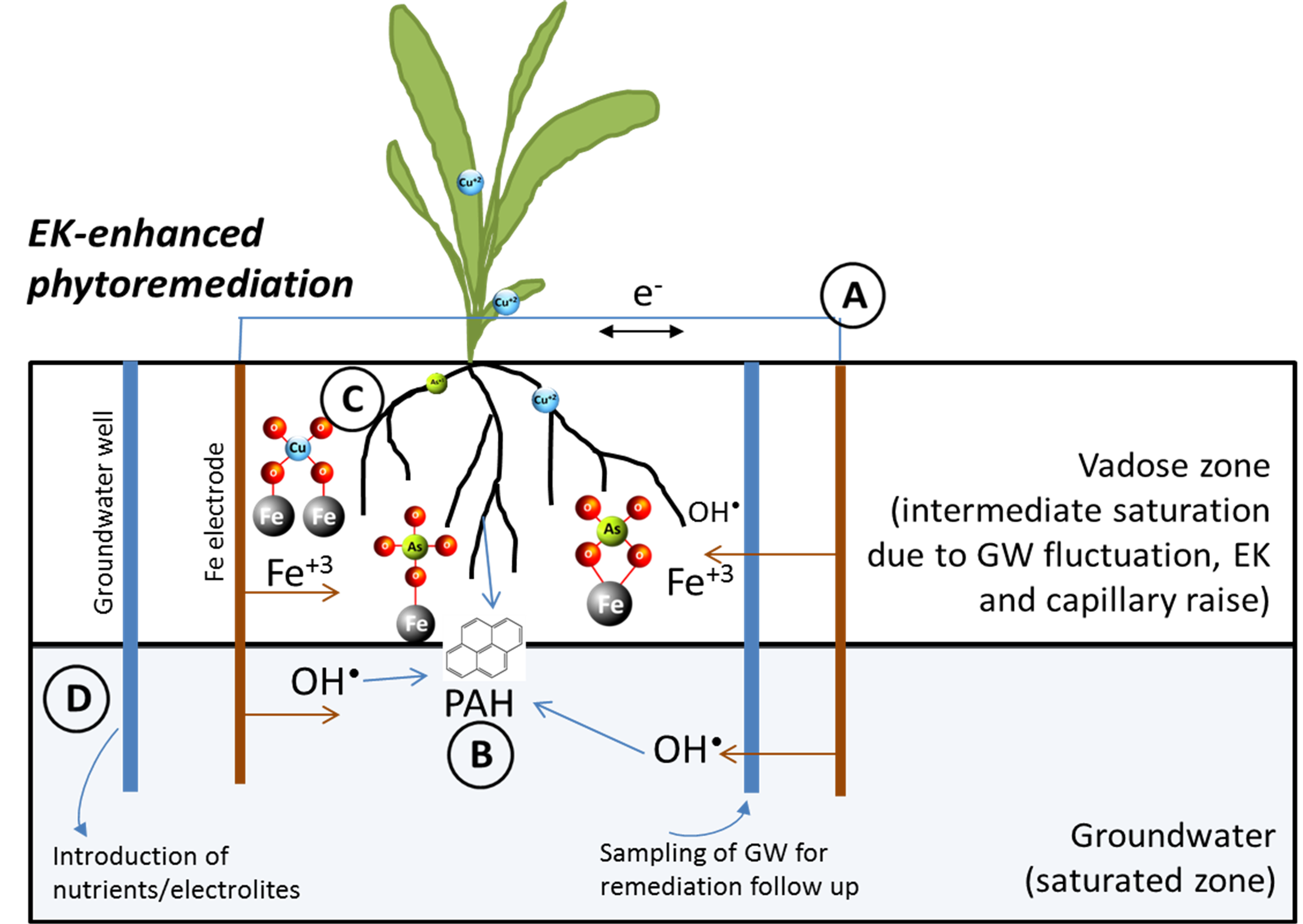 Enhanced Phytoremediation concept